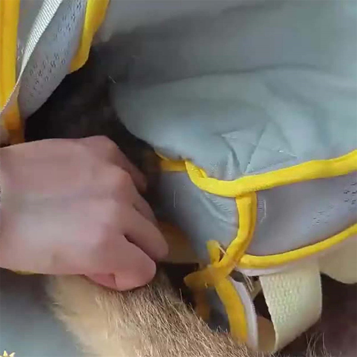 Pet Backpack for Cats, Legs Out Cat Carrier Bag, Breathable Pet Front and Back Carrier for Outdoor