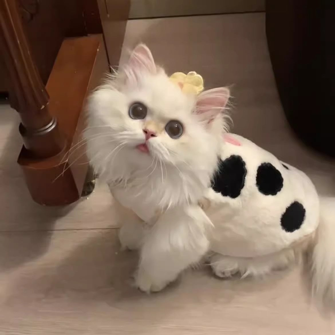 Cat Hair Loss Prevention Winter Vest | Windproof Soft Polyester Vest for Indoor Comfort and Outdoor Use, Suitable for All Breeds, Machine Washable